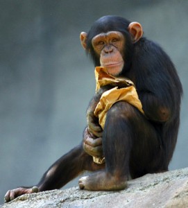 黑猩猩在洛杉矶动物园图片来源亚伦洛根