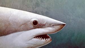 儿童艺术策展人-鲨鱼周10条了不起的鲨鱼艺术-理查德·埃利斯，大白鲨肖像